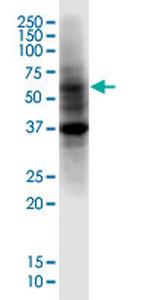 PRDM14 Antibody in Western Blot (WB)
