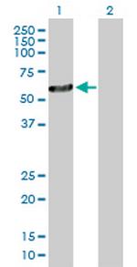 OXCT2 Antibody in Western Blot (WB)