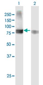 SEMA4A Antibody in Western Blot (WB)