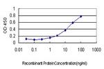 RAB17 Antibody in ELISA (ELISA)