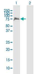 IKZF4 Antibody in Western Blot (WB)