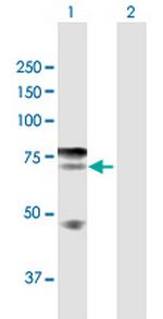 IKZF4 Antibody in Western Blot (WB)