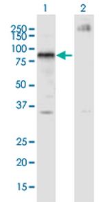 IKZF4 Antibody in Western Blot (WB)