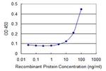 MPP5 Antibody in ELISA (ELISA)