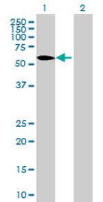 WDR13 Antibody in Western Blot (WB)