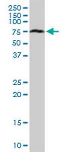 ACBD3 Antibody in Western Blot (WB)