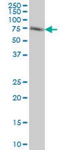 ACBD3 Antibody in Western Blot (WB)