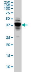 NDRG4 Antibody in Western Blot (WB)