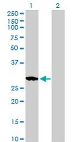 RASL11B Antibody in Western Blot (WB)