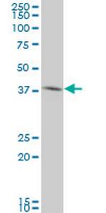 BOLL Antibody in Western Blot (WB)