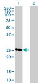 MGC2803 Antibody in Western Blot (WB)