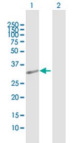 OBFC2B Antibody in Western Blot (WB)