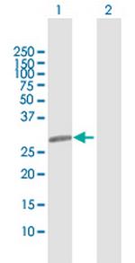 LIN28 Antibody in Western Blot (WB)