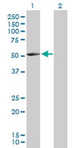 NARS2 Antibody in Western Blot (WB)