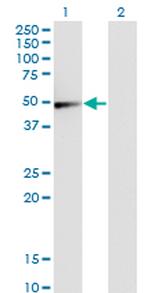 GSDMD Antibody in Western Blot (WB)