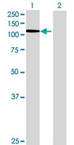 EHMT1 Antibody in Western Blot (WB)