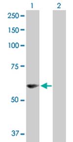 PDZD3 Antibody in Western Blot (WB)