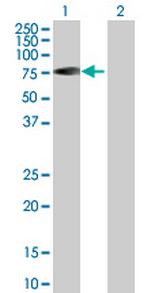 RABEP2 Antibody in Western Blot (WB)