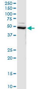 UBE1DC1 Antibody in Western Blot (WB)