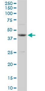 OBFC1 Antibody in Western Blot (WB)