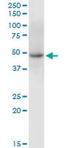 C10orf97 Antibody in Western Blot (WB)