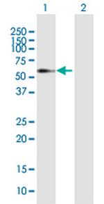 ELL3 Antibody in Western Blot (WB)