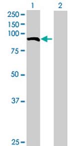 EFHC2 Antibody in Western Blot (WB)