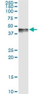 PDGFD Antibody in Immunoprecipitation (IP)