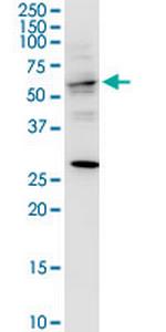 TRAF3IP3 Antibody in Western Blot (WB)