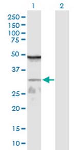 WDR61 Antibody in Western Blot (WB)