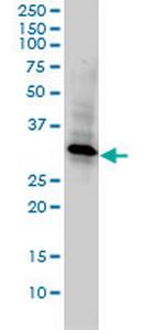 REC14 Antibody in Western Blot (WB)