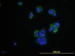 CD276 Antibody in Immunocytochemistry (ICC/IF)