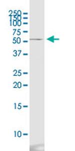 CD276 Antibody in Western Blot (WB)