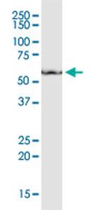 CD276 Antibody in Western Blot (WB)