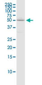 CD276 Antibody in Western Blot (WB)