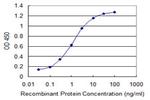 SLC19A3 Antibody in ELISA (ELISA)