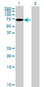 AARSD1 Antibody in Western Blot (WB)