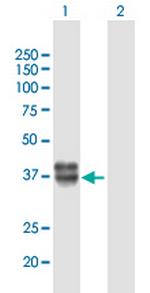 KAZALD1 Antibody in Western Blot (WB)