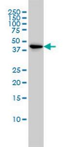 TSC22D4 Antibody in Western Blot (WB)