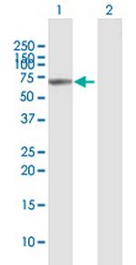 VANGL1 Antibody in Western Blot (WB)