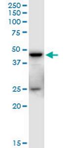 SHARPIN Antibody in Western Blot (WB)