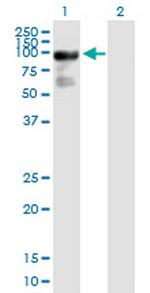 ARHGAP24 Antibody in Western Blot (WB)