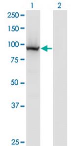 COG3 Antibody in Western Blot (WB)