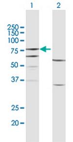 FERMT3 Antibody in Western Blot (WB)