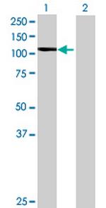 ITCH Antibody in Western Blot (WB)