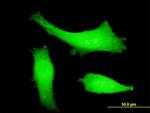 ITCH Antibody in Immunocytochemistry (ICC/IF)