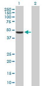 TFAP2D Antibody in Western Blot (WB)