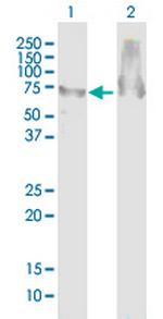 ATAD3B Antibody in Western Blot (WB)