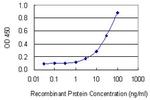 RAB34 Antibody in ELISA (ELISA)