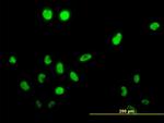 TSSK1B Antibody in Immunocytochemistry (ICC/IF)